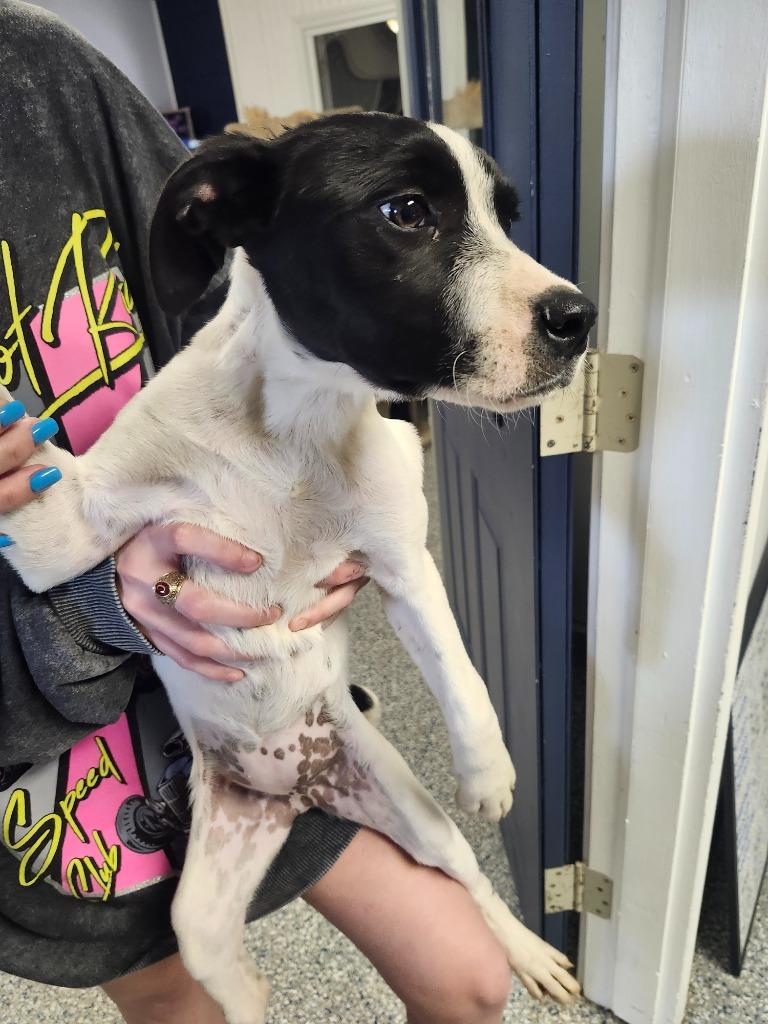 KYLIE - PUPPY 5, a Adoptable Pit Bull Terrier in Athens, AL image 2/3