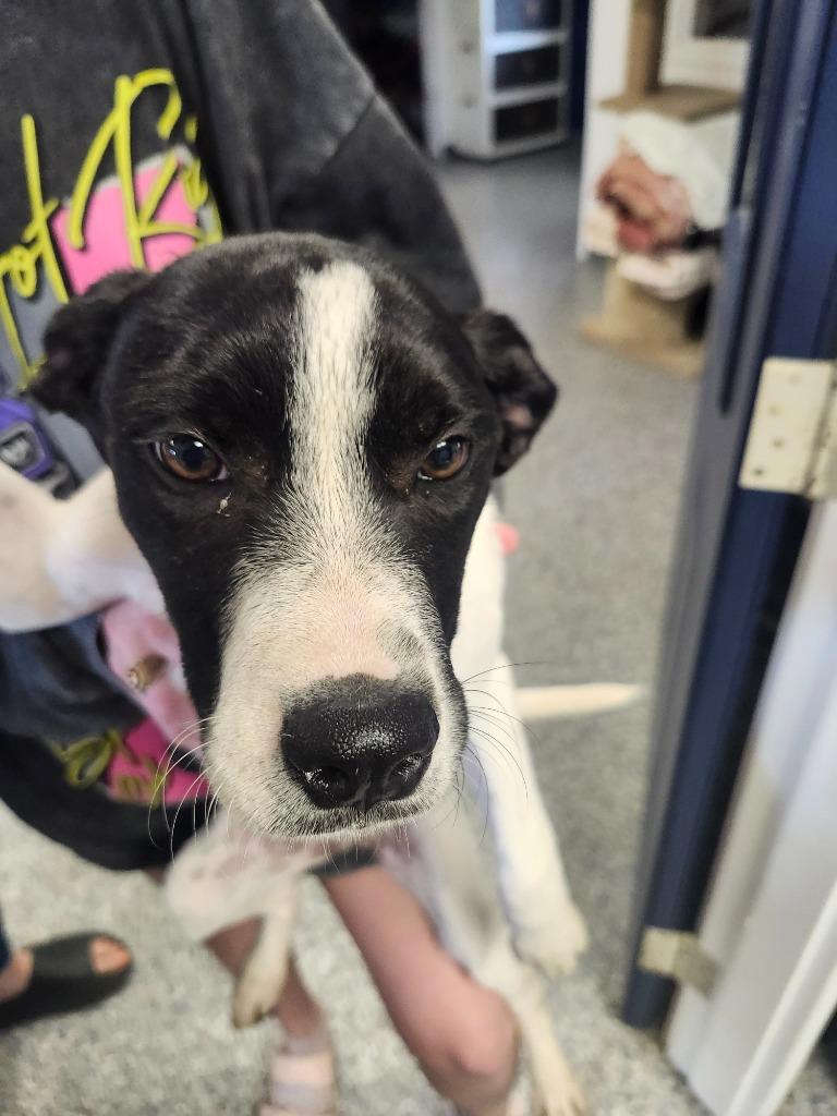 KYLIE - PUPPY 5, a Adoptable Pit Bull Terrier in Athens, AL image 3/3