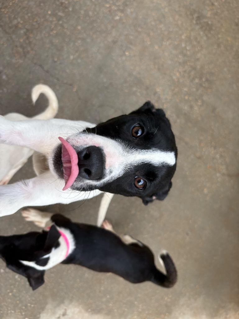 Enlarge KYLIE, a Adoptable Pit Bull Terrier in Athens, AL image 6/6