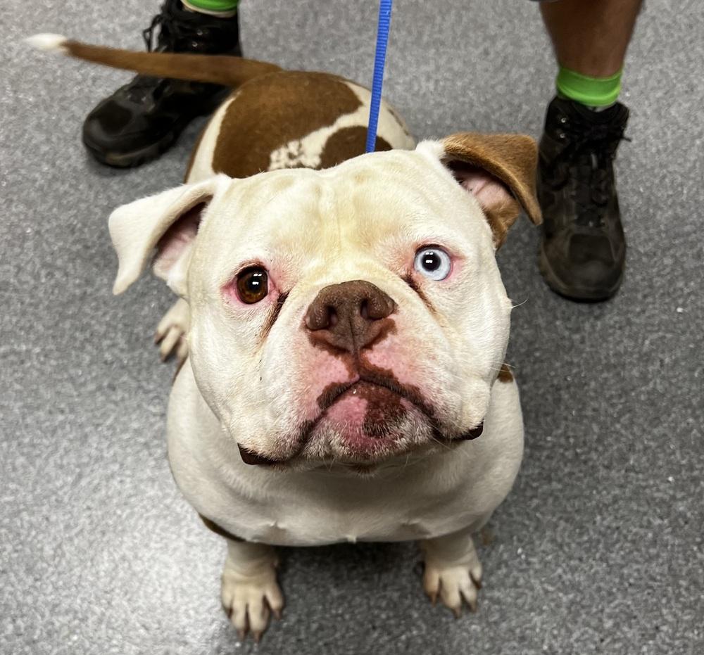 Dozer, Adoptable, Young Male English Bulldog.