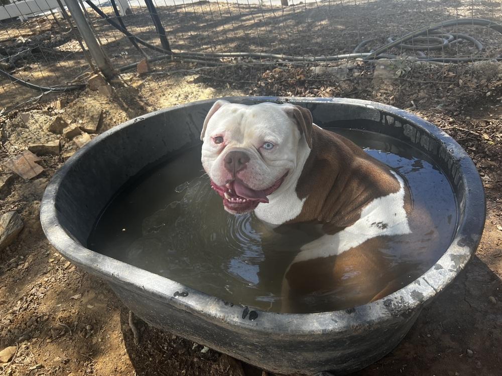 Enlarge Dozer, a Adoptable mixed breed in Jamestown, CA image 2/3