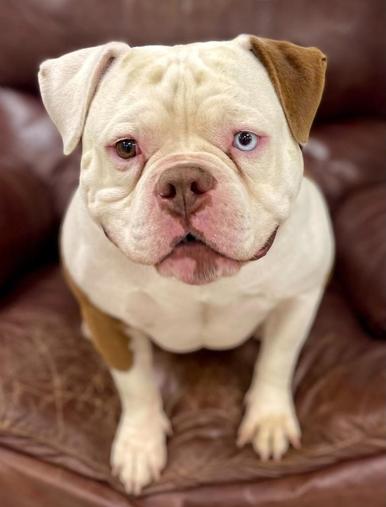 Enlarge Dozer, a Adoptable mixed breed in Jamestown, CA image 3/3