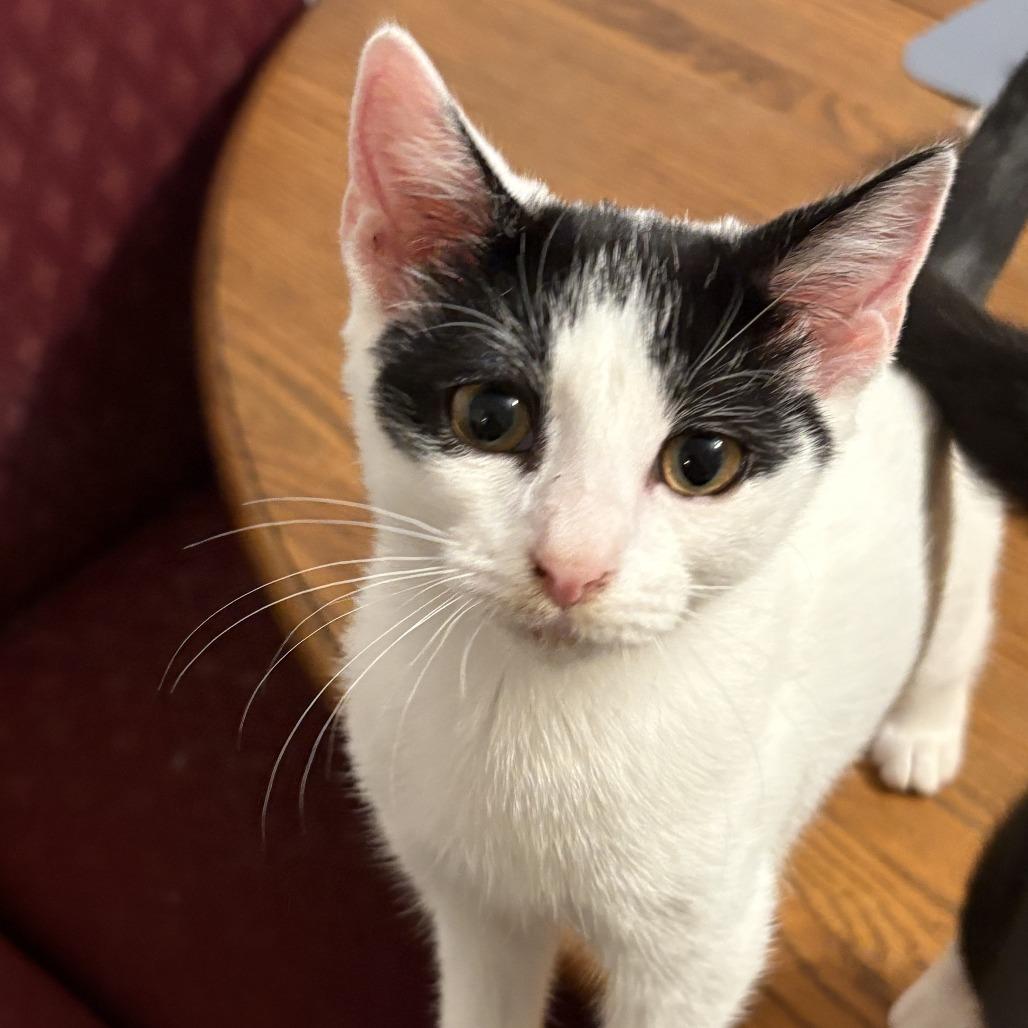 Enlarge Kellen, a Adoptable Domestic Short Hair in Saugerties, NY image 1/2