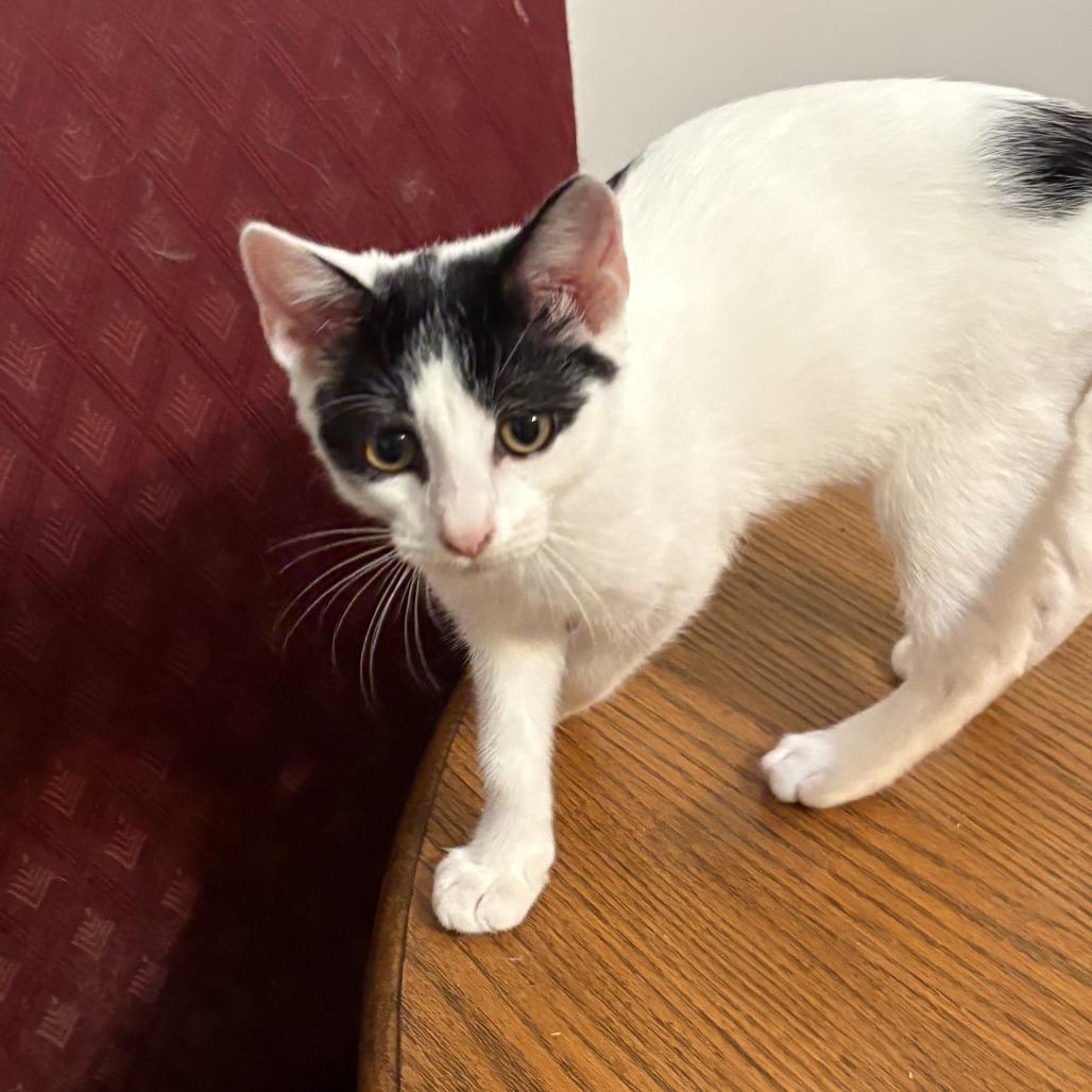 Enlarge Kellen, a Adoptable Domestic Short Hair in Saugerties, NY image 2/2