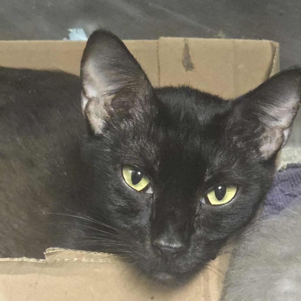 Enlarge Nova, a Adoptable Domestic Short Hair in Sand Springs, OK image 1/1