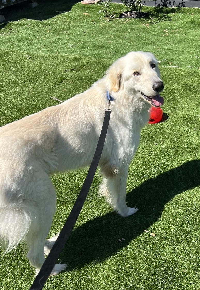 Enlarge Winston Churchill, a Adoptable mixed breed in San DIego, CA image 3/6