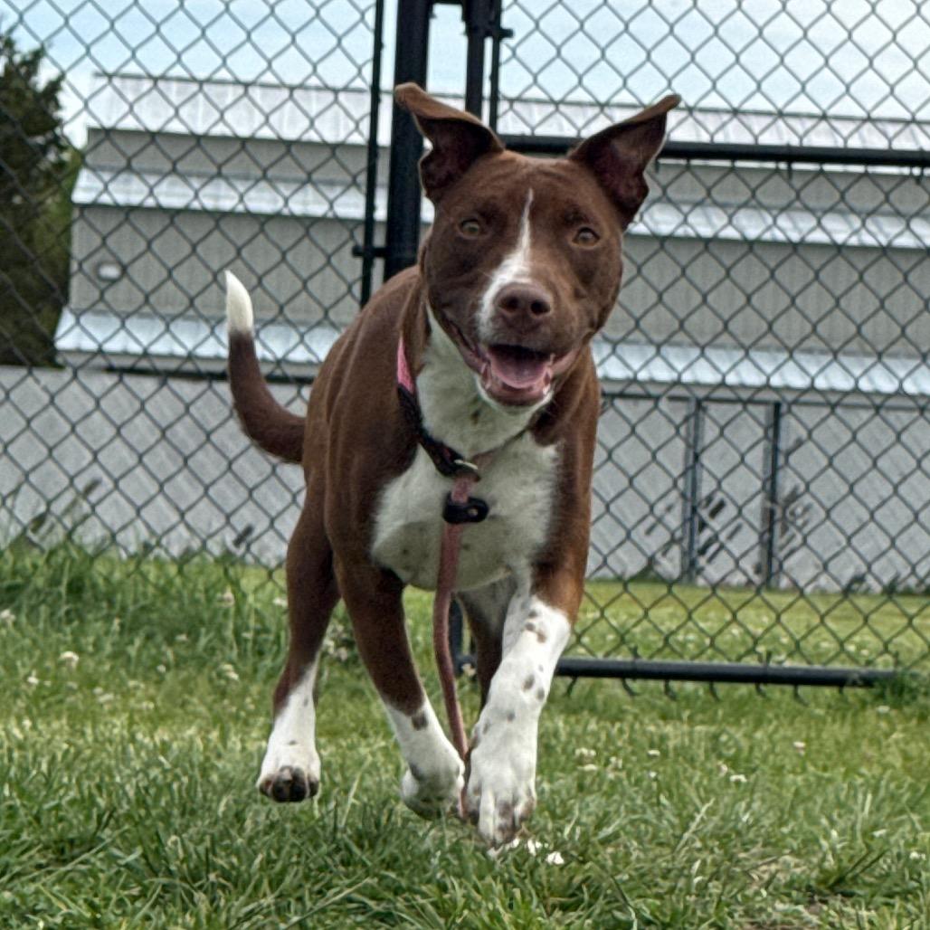 Bella, Adoptable, Adult Female Border Collie & Pit Bull Terrier.