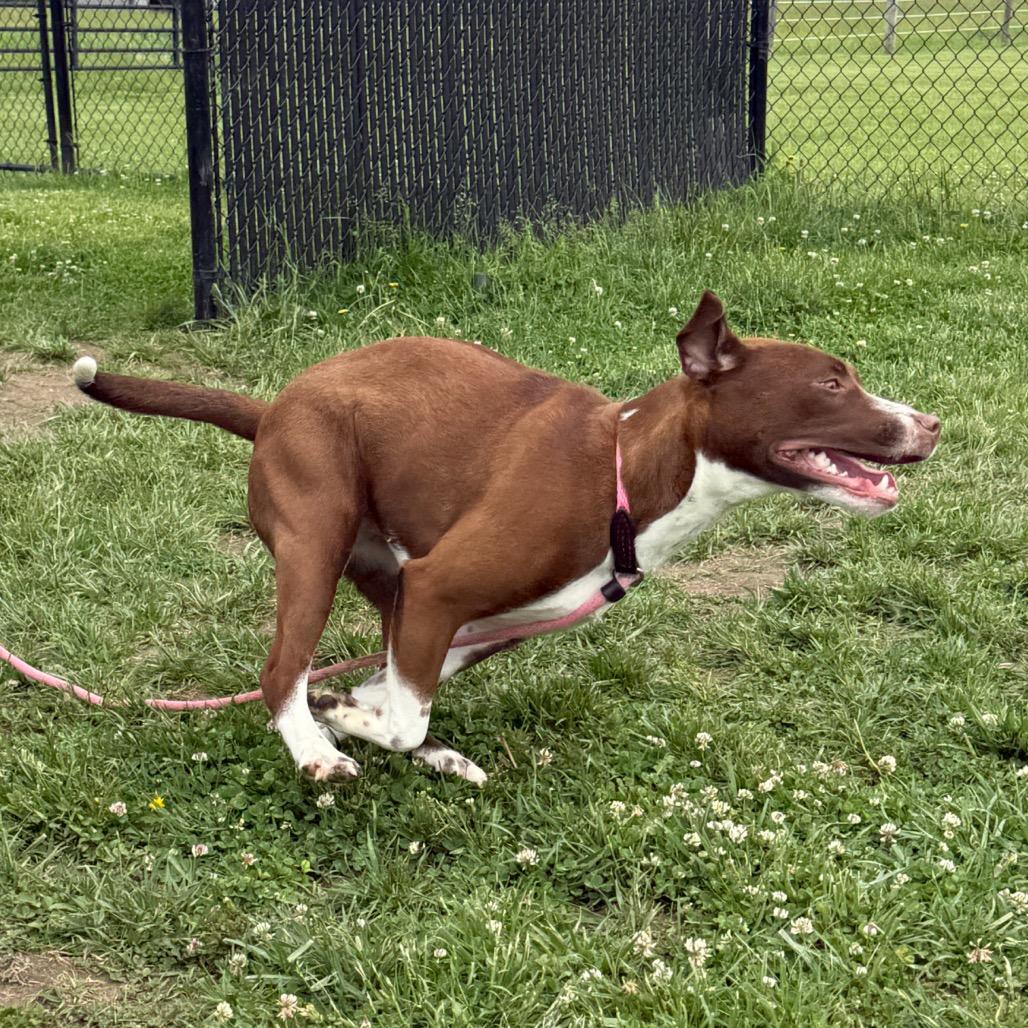 Bella, a Adoptable mixed breed in Perkiomenville, PA image 2/6