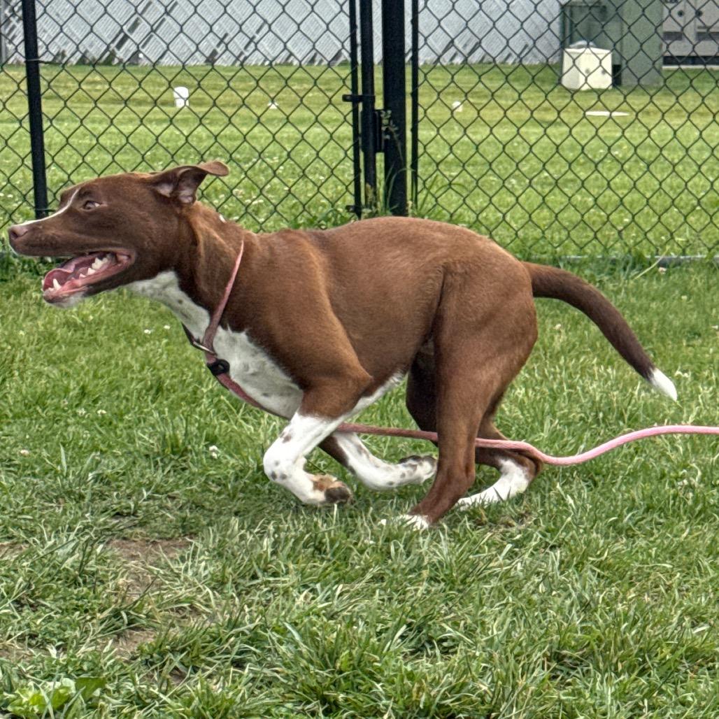 Bella, a Adoptable mixed breed in Perkiomenville, PA image 3/6