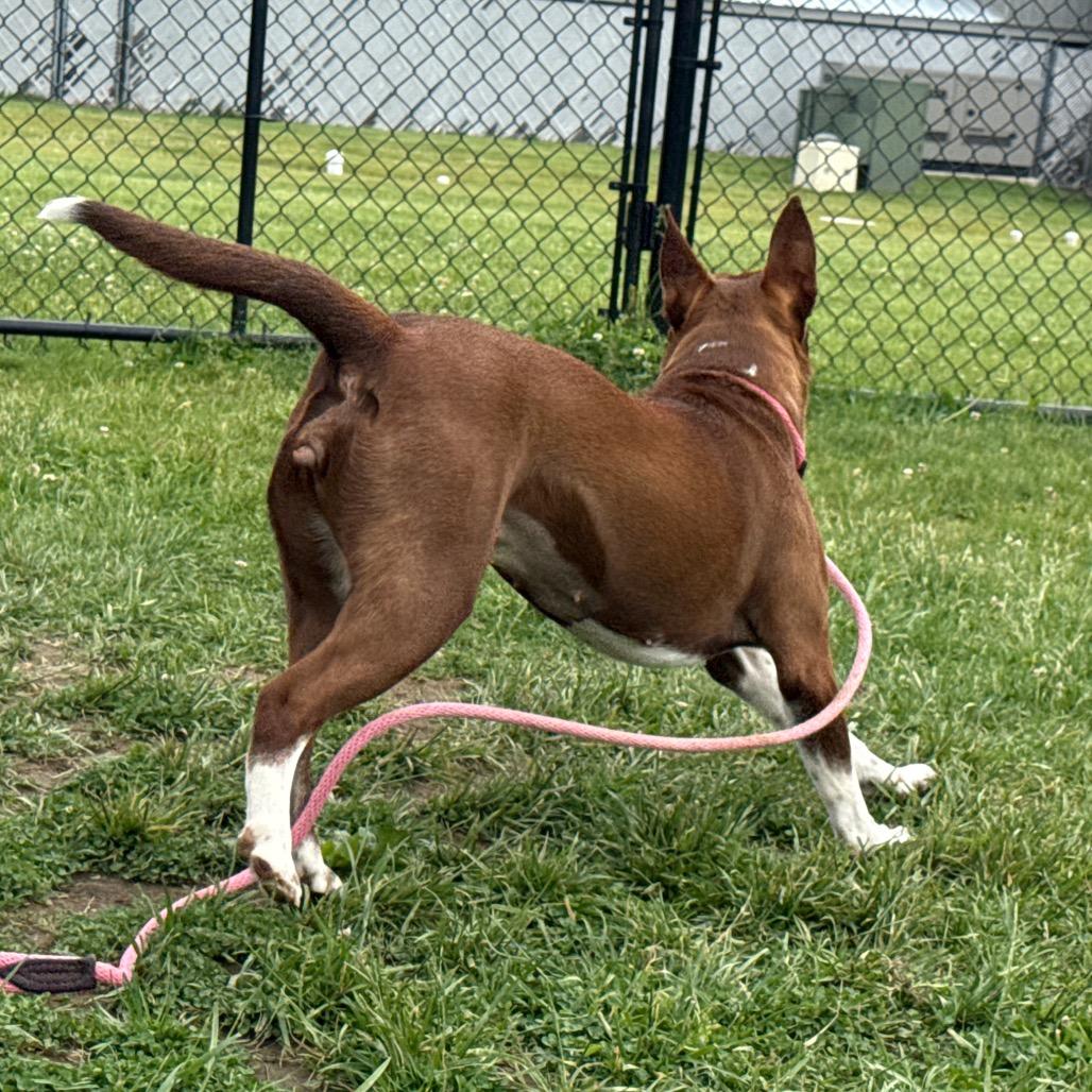 Bella, a Adoptable mixed breed in Perkiomenville, PA image 4/6