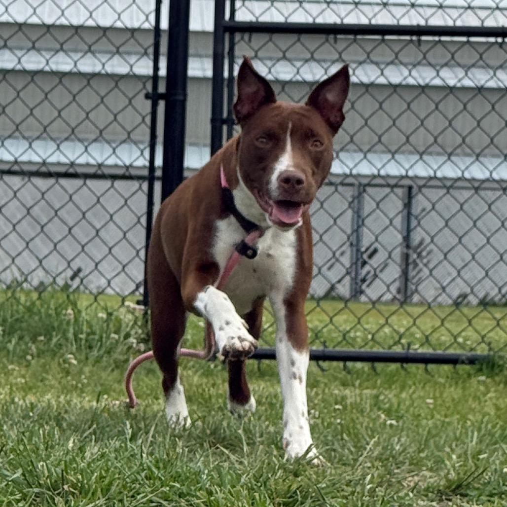 Bella, a Adoptable mixed breed in Perkiomenville, PA image 5/6