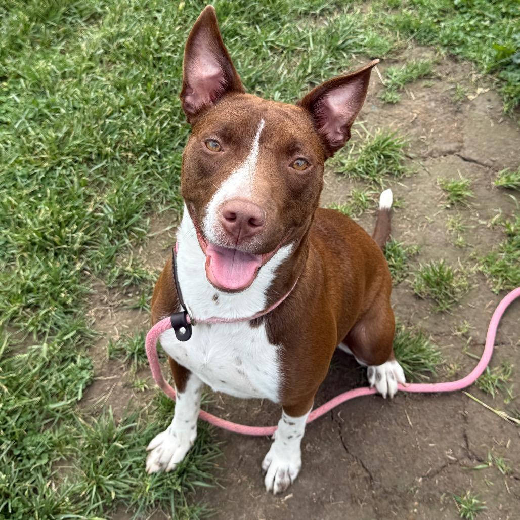 Bella, a Adoptable mixed breed in Perkiomenville, PA image 6/6