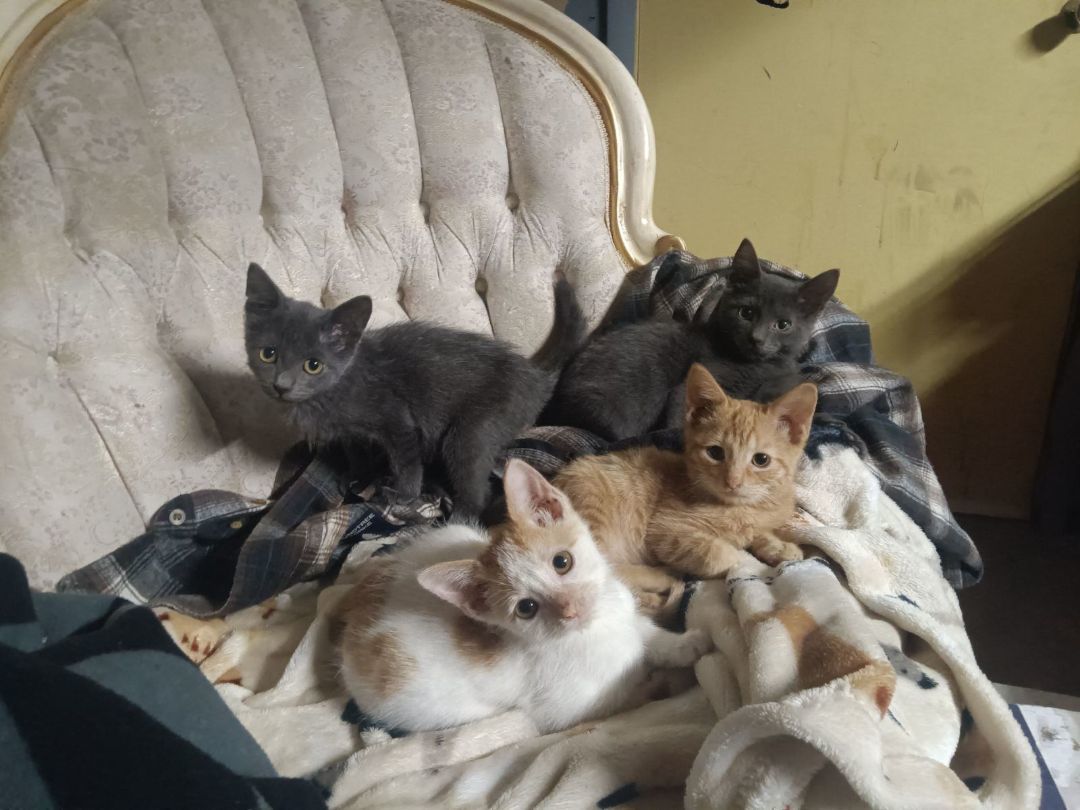 Jade, Adopted, Kitten Male American Shorthair.