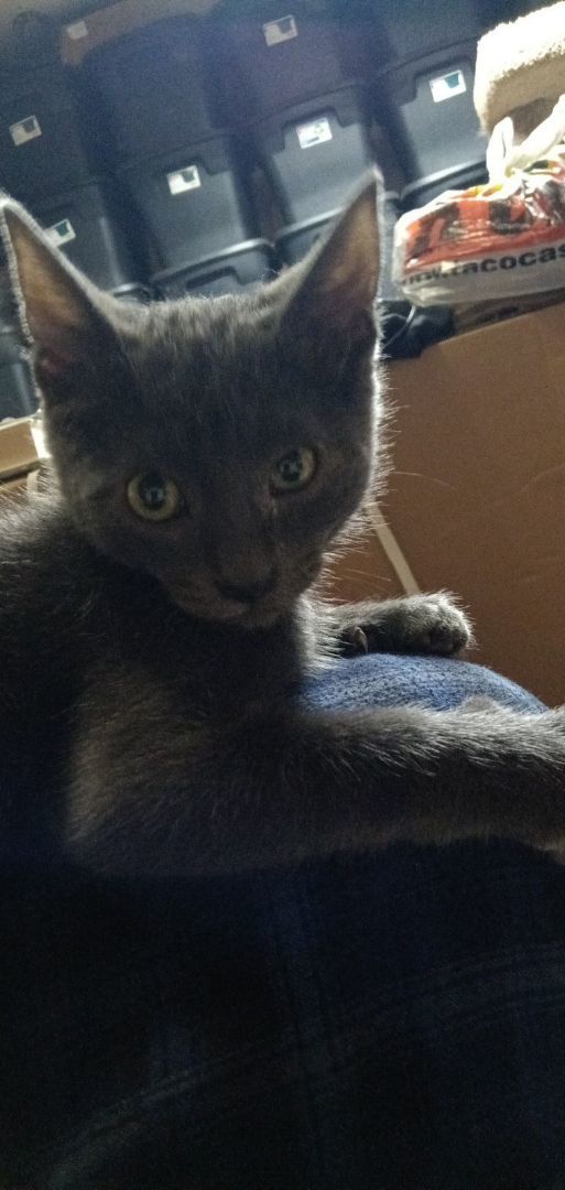 Enlarge Jade, a Adopted American Shorthair in Fort Worth, TX image 2/2