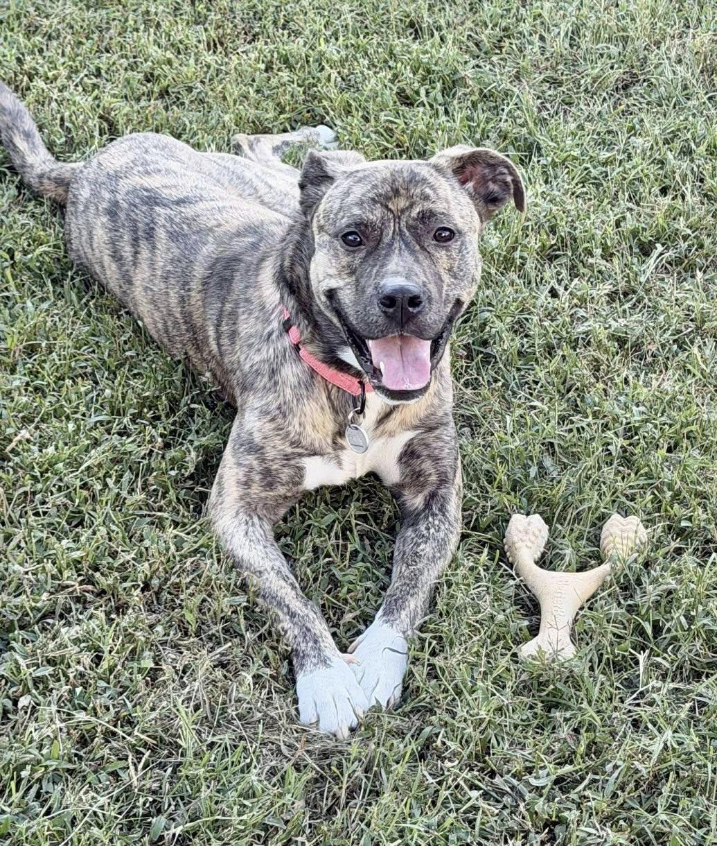 Enlarge Rasha, a Adoptable mixed breed in Yorktown, VA image 5/5