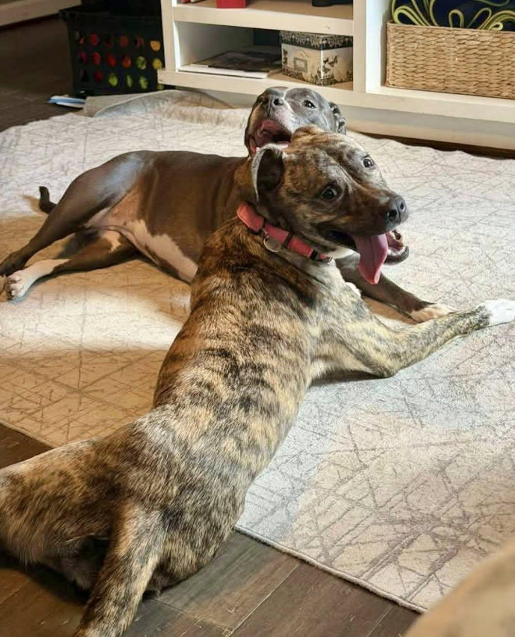 Enlarge Rasha, a Adoptable mixed breed in Yorktown, VA image 2/5