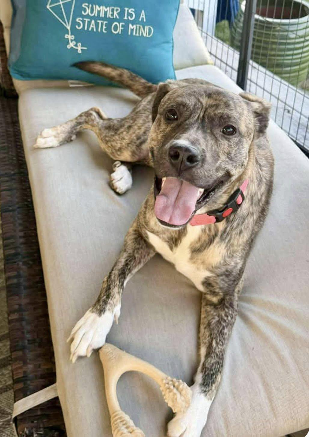 Enlarge Rasha, a Adoptable mixed breed in Yorktown, VA image 1/5