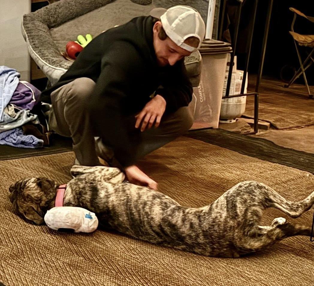 Enlarge Rasha, a Adoptable mixed breed in Yorktown, VA image 3/5