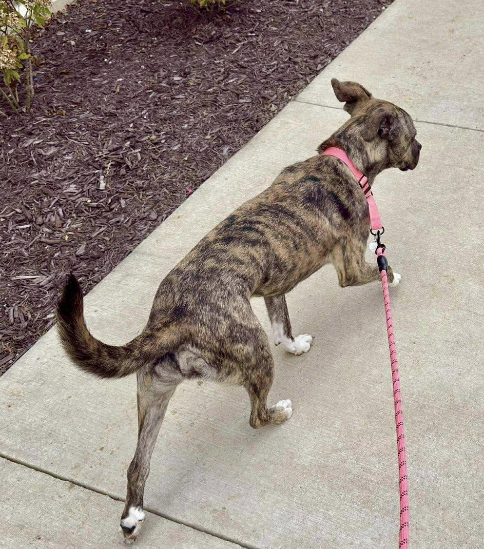 Enlarge Rasha, a Adoptable mixed breed in Yorktown, VA image 4/5