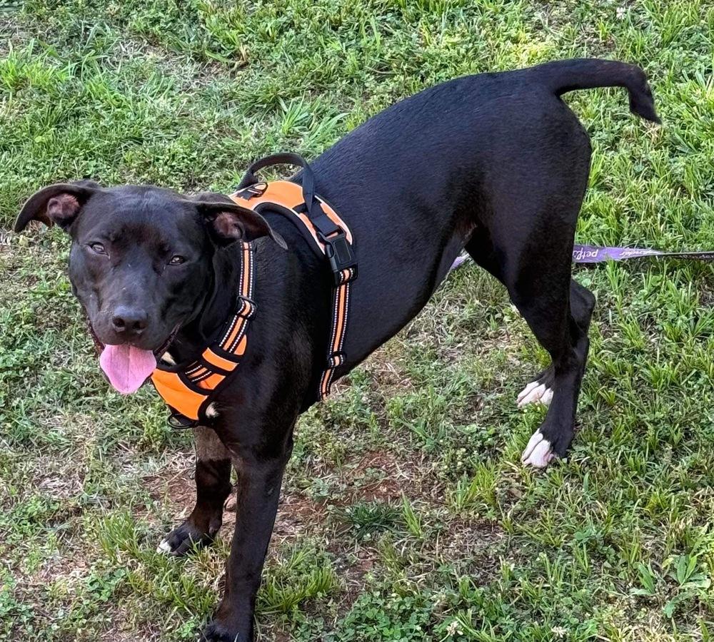 Minnie, Adoptable, Young Female Pit Bull Terrier.