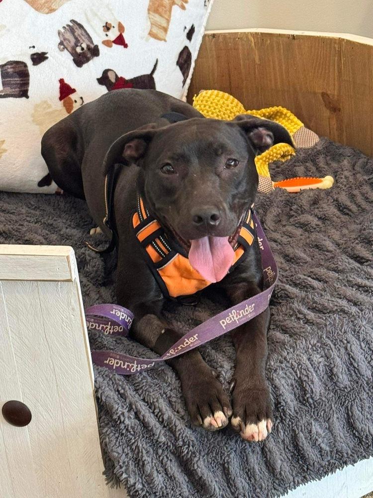 Minnie, a Adoptable mixed breed in Pulaski, TN image 2/4