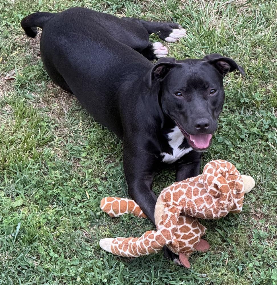 Minnie, a Adoptable mixed breed in Pulaski, TN image 3/4