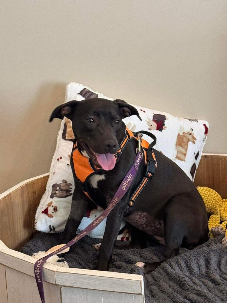 Minnie, a Adoptable mixed breed in Pulaski, TN image 4/4