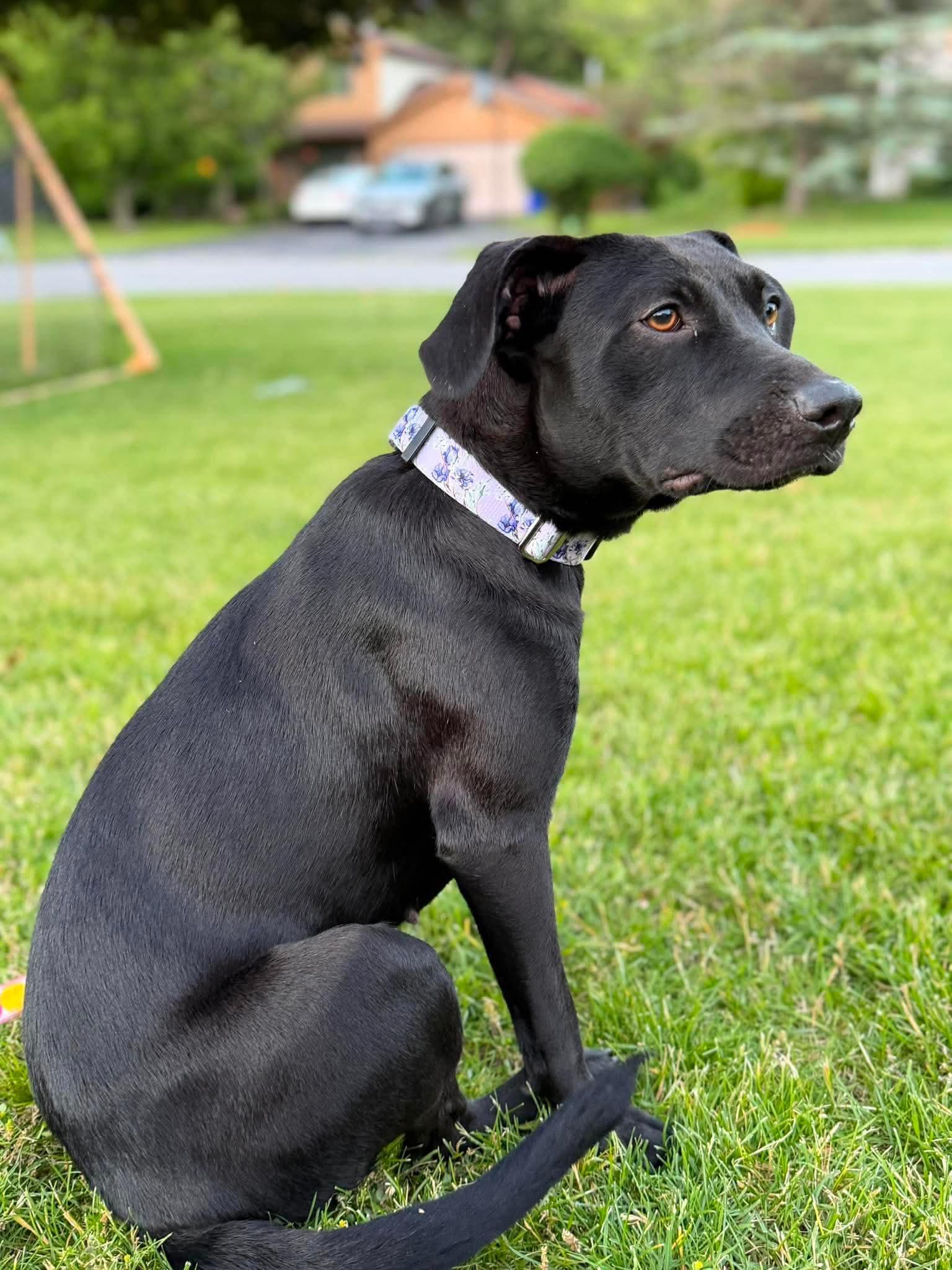 Enlarge Britt, a ADOPTABLE Mixed Breed in Rochester , NY image 5/6