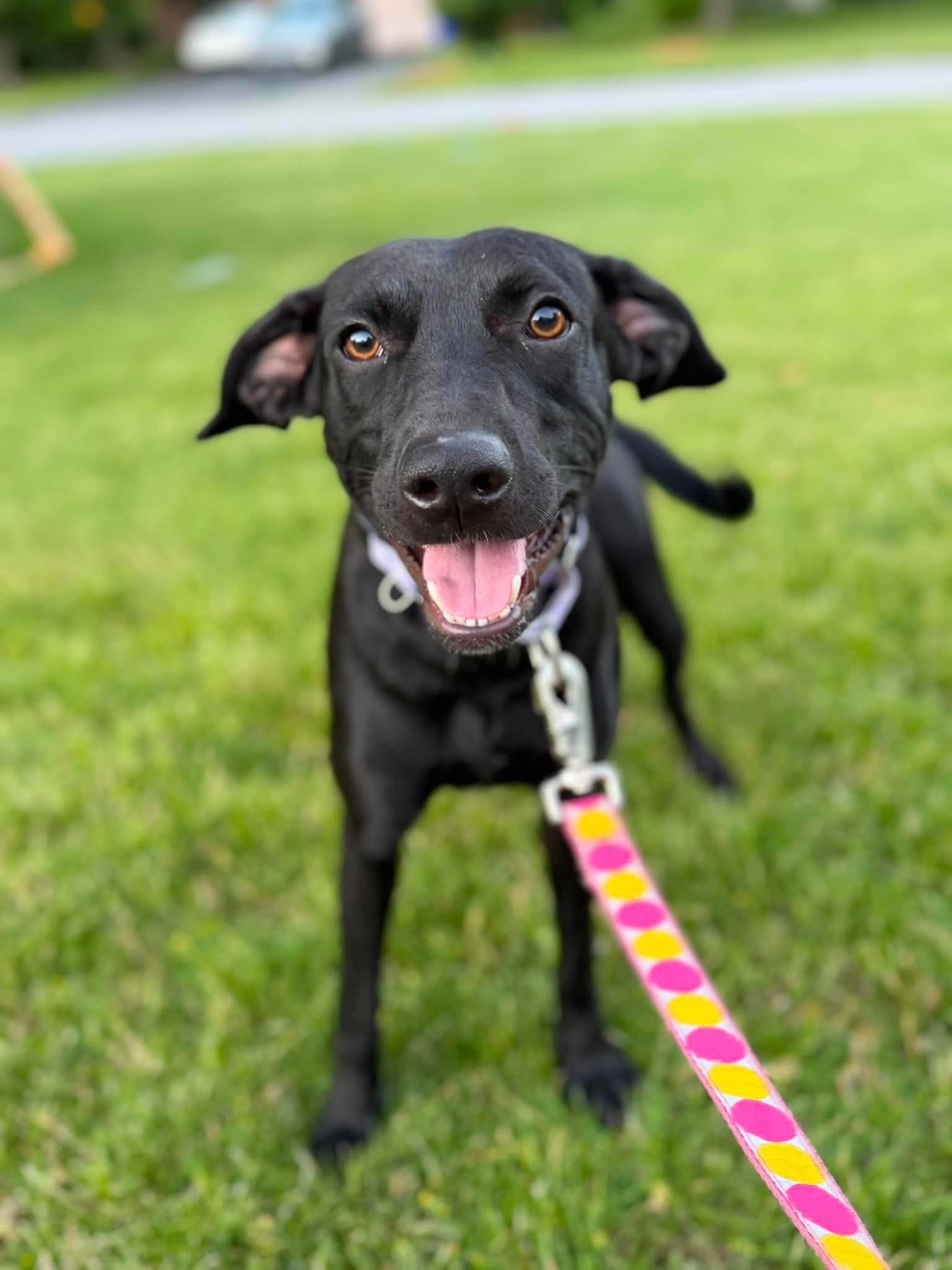 Enlarge Britt, a ADOPTABLE Mixed Breed in Rochester , NY image 2/6