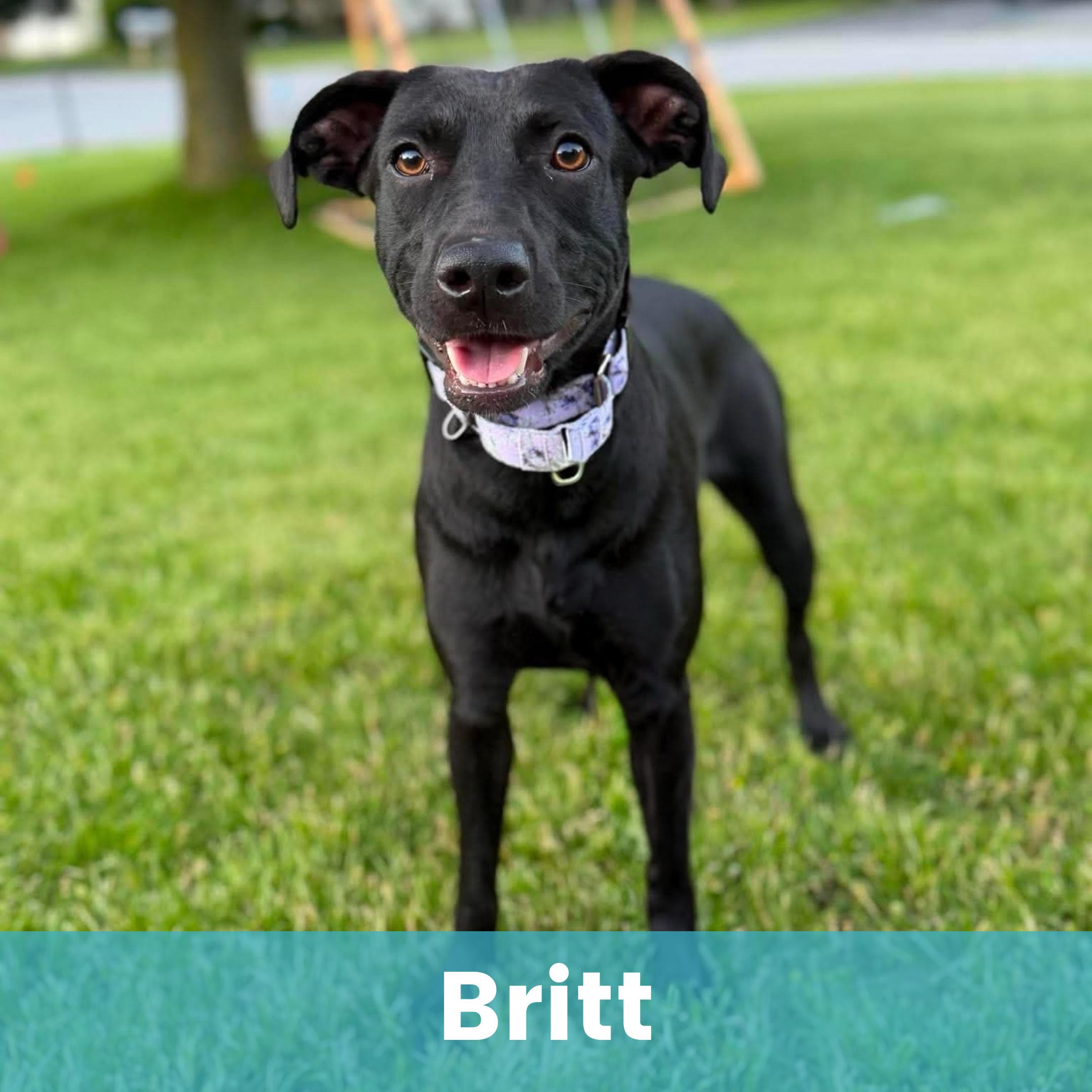 Britt, ADOPTABLE, Young Female Mixed Breed.
