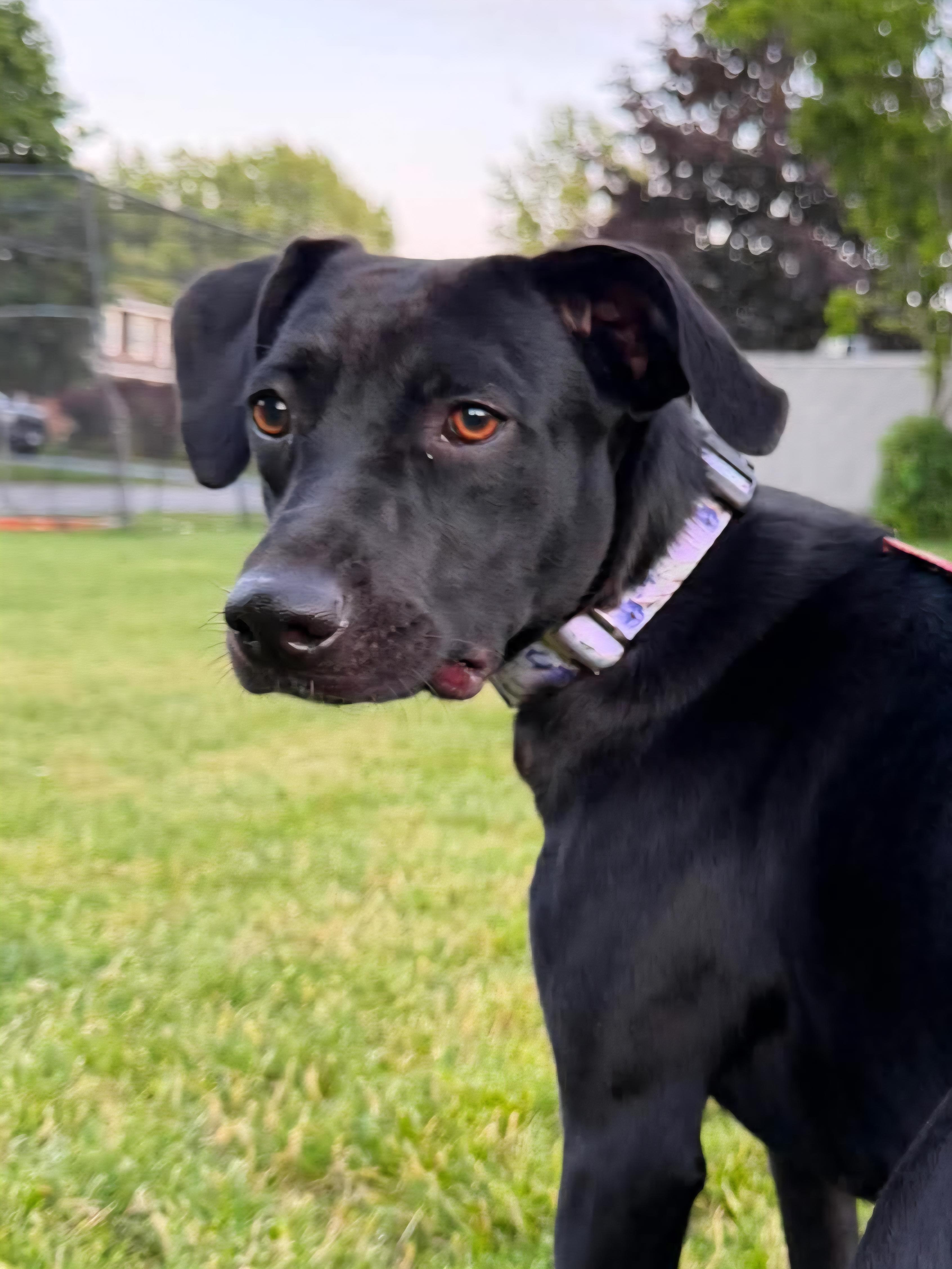 Enlarge Britt, a ADOPTABLE Mixed Breed in Rochester , NY image 3/6