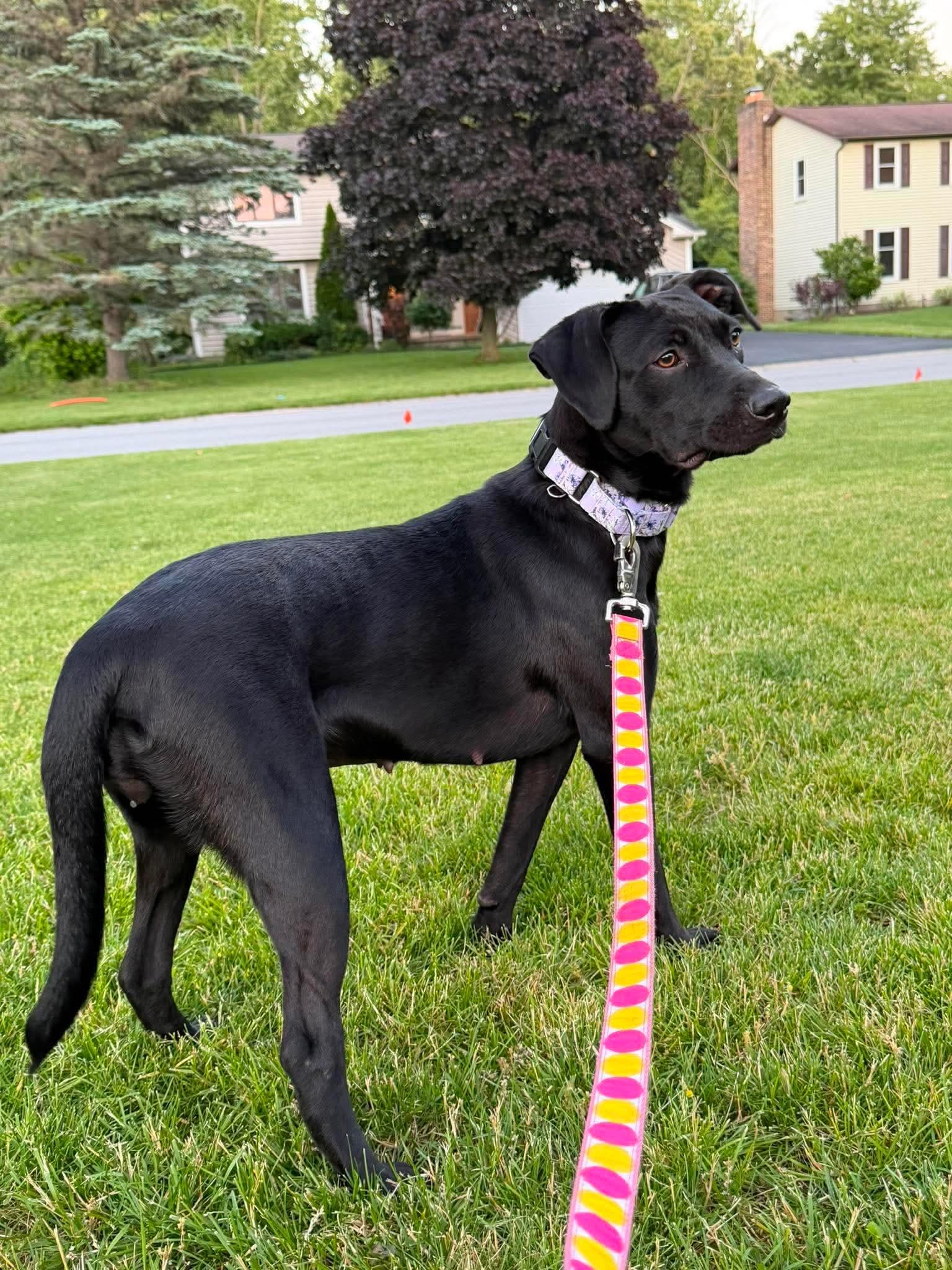 Enlarge Britt, a ADOPTABLE Mixed Breed in Rochester , NY image 4/6