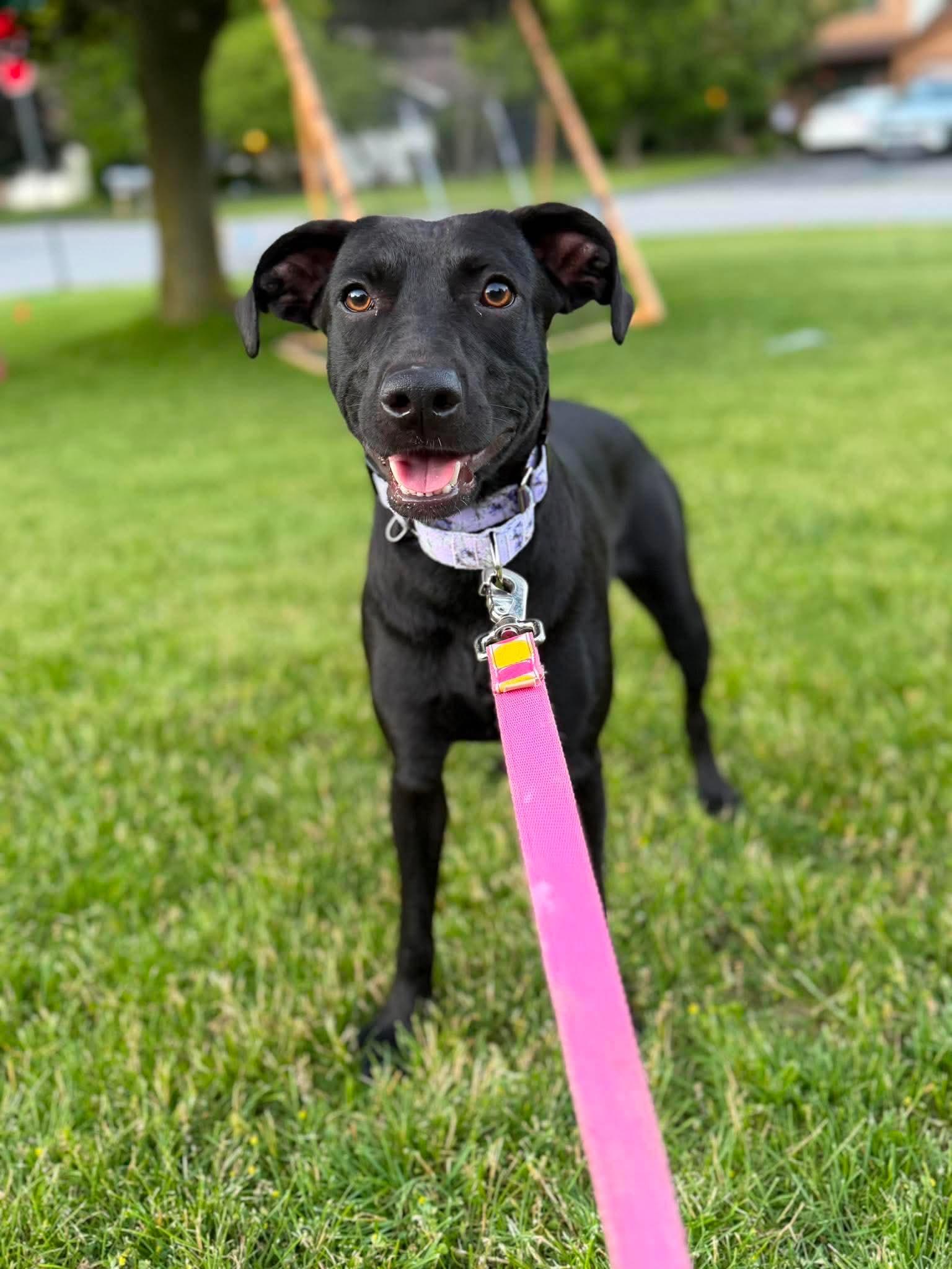 Enlarge Britt, a ADOPTABLE Mixed Breed in Rochester , NY image 6/6