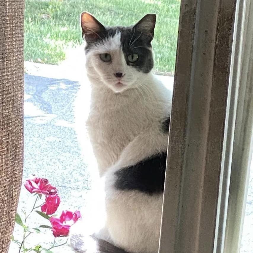 Jojo, Adoptable, Senior Female Domestic Short Hair.