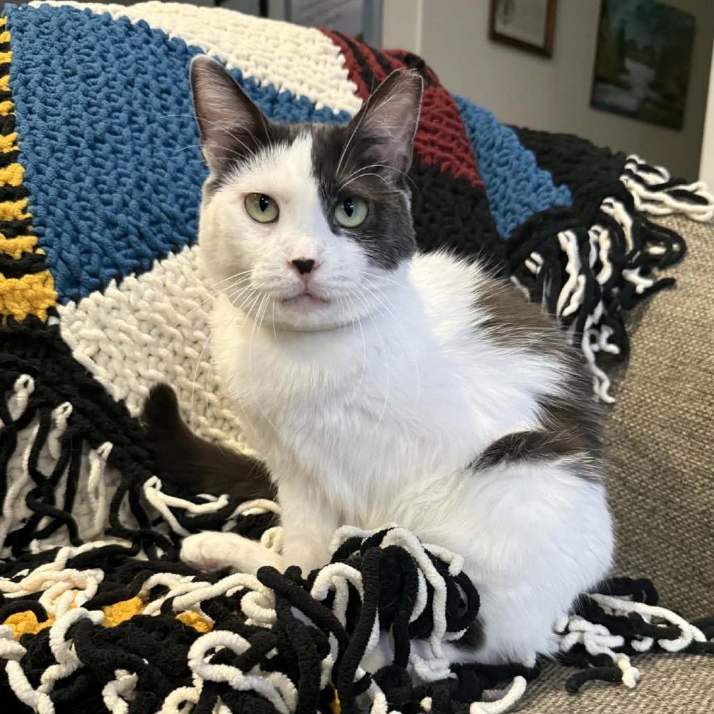 Enlarge Jojo, a Adoptable Domestic Short Hair in Bountiful, UT image 2/6
