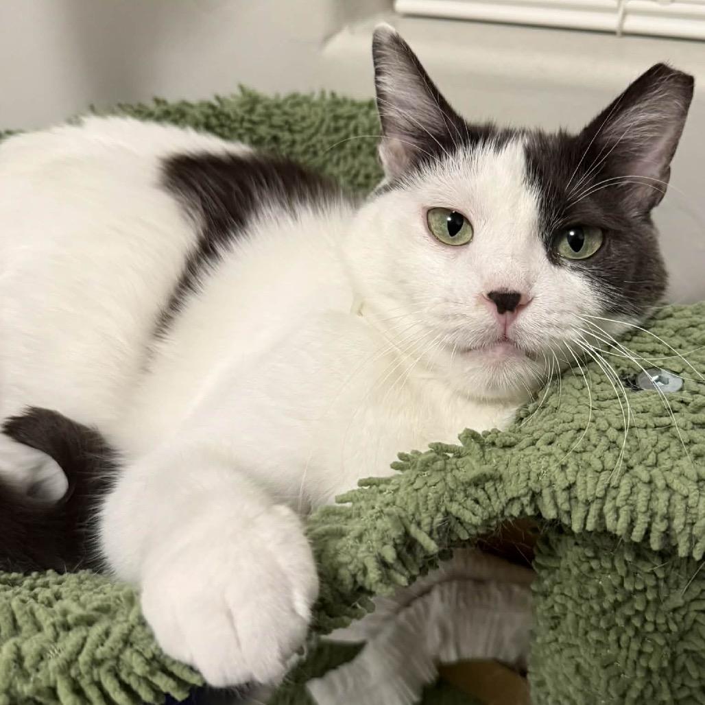 Enlarge Jojo, a Adoptable Domestic Short Hair in Bountiful, UT image 3/6