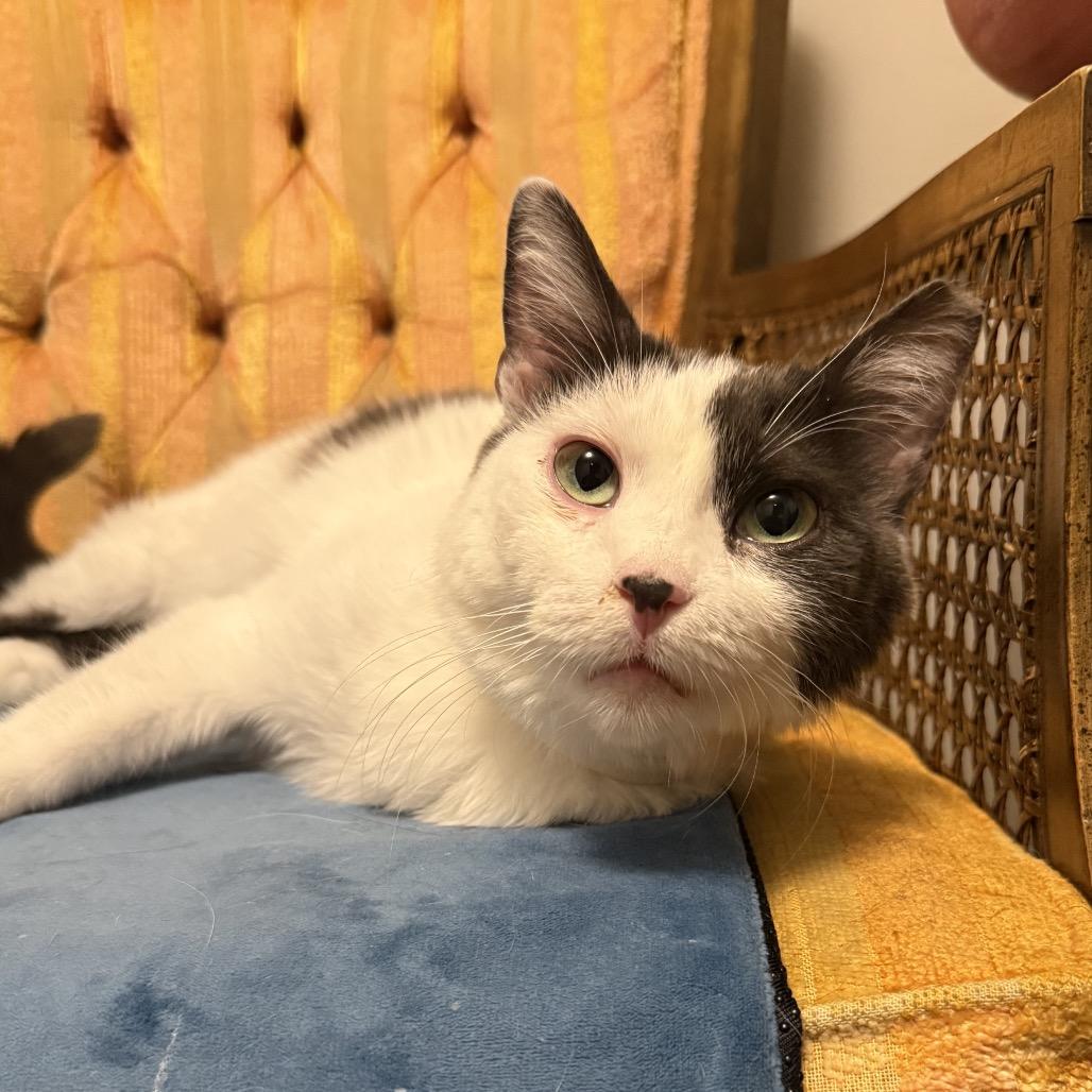 Enlarge Jojo, a Adoptable Domestic Short Hair in Bountiful, UT image 2/4