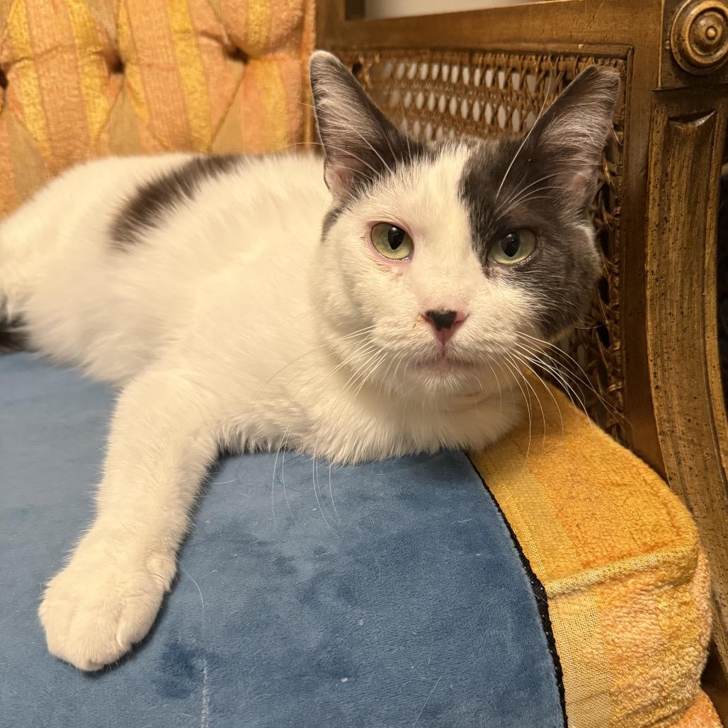 Enlarge Jojo, a Adoptable Domestic Short Hair in Bountiful, UT image 3/4