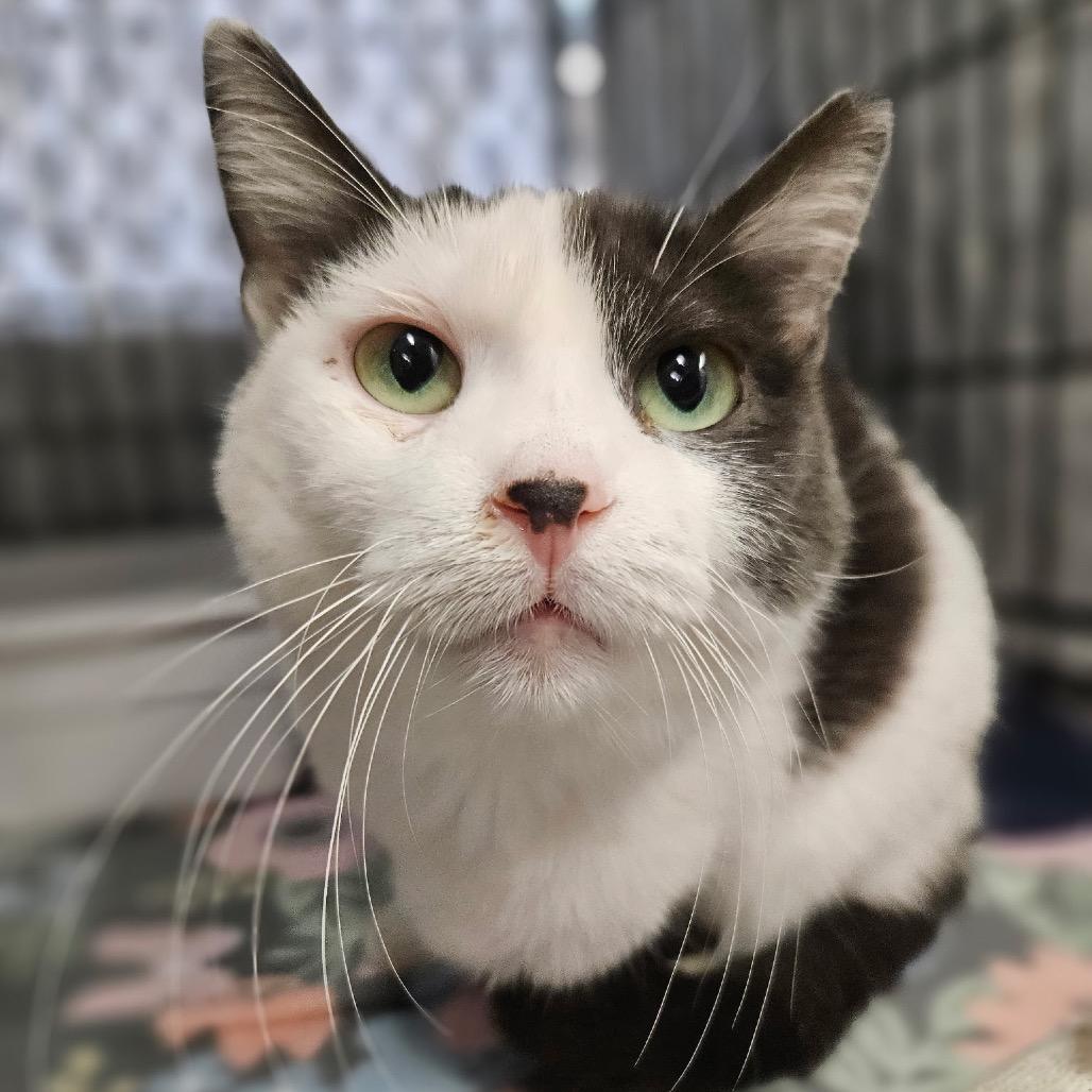 Enlarge Jojo, a Adoptable Domestic Short Hair in Bountiful, UT image 4/4