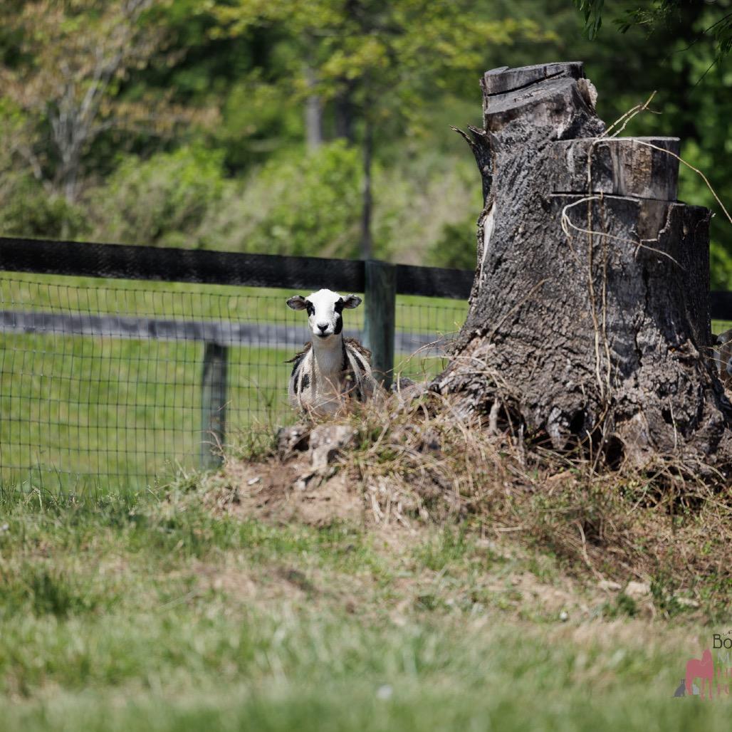 Ewe Lala, Adoptable, Young Female Sheep.
