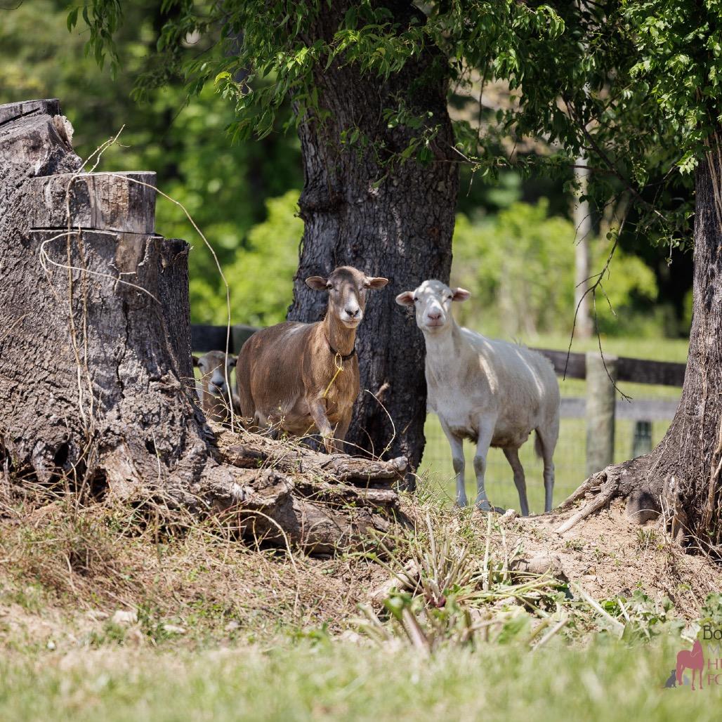 Enlarge Ewe Lala, a Adoptable Sheep in Marshall, VA image 2/4