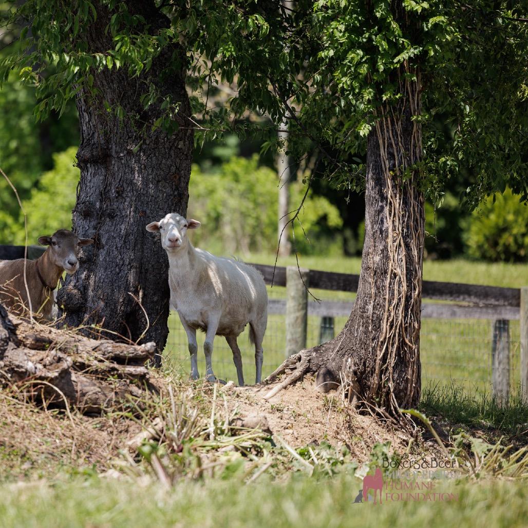Enlarge Ewe Lala, a Adoptable Sheep in Marshall, VA image 3/4