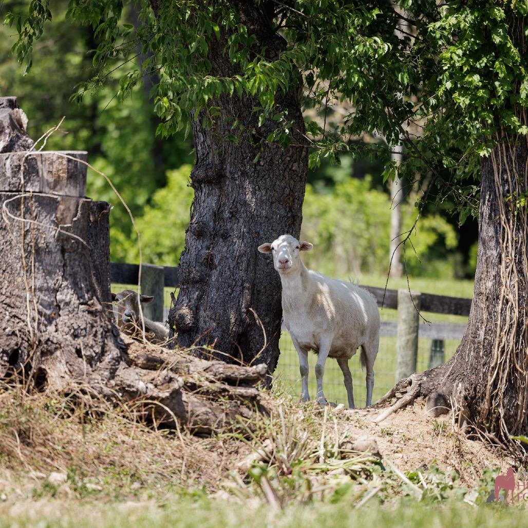 Enlarge Ewe Lala, a Adoptable Sheep in Marshall, VA image 4/4