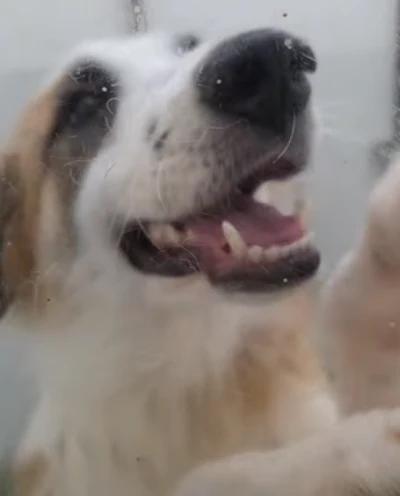 Martin, adopted, Young Male Border Collie & Great Pyrenees.
