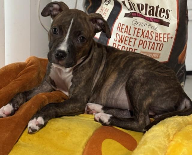 Harper Lee, a Adopted mixed breed in Fort Lauderdale, FL image 2/4