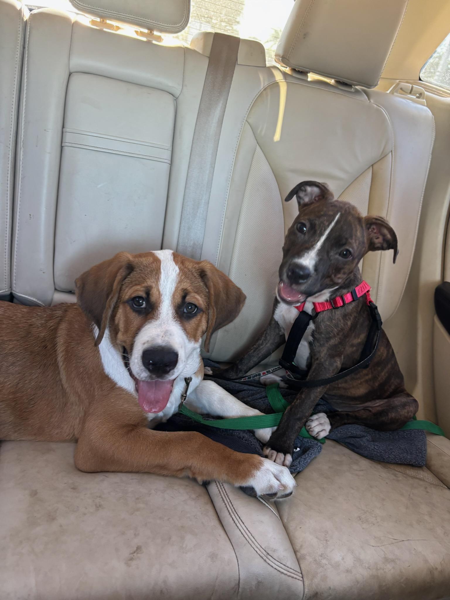 Harper Lee, a Adopted mixed breed in Fort Lauderdale, FL image 3/4