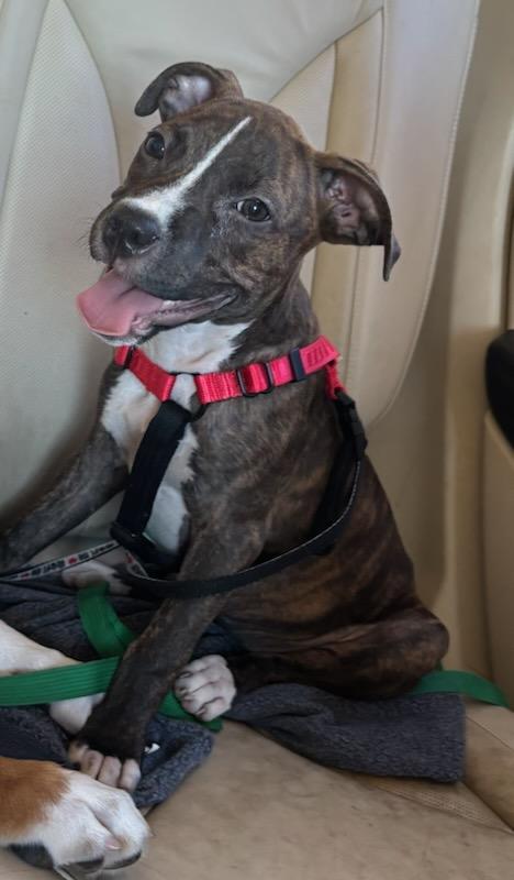 Harper Lee, Adopted, Young Female Patterdale Terrier / Fell Terrier & American Staffordshire Terrier.