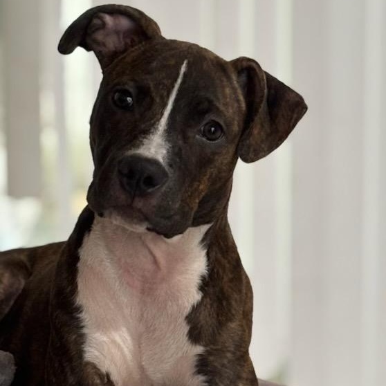 Harper Lee, a Adopted mixed breed in Fort Lauderdale, FL image 4/4