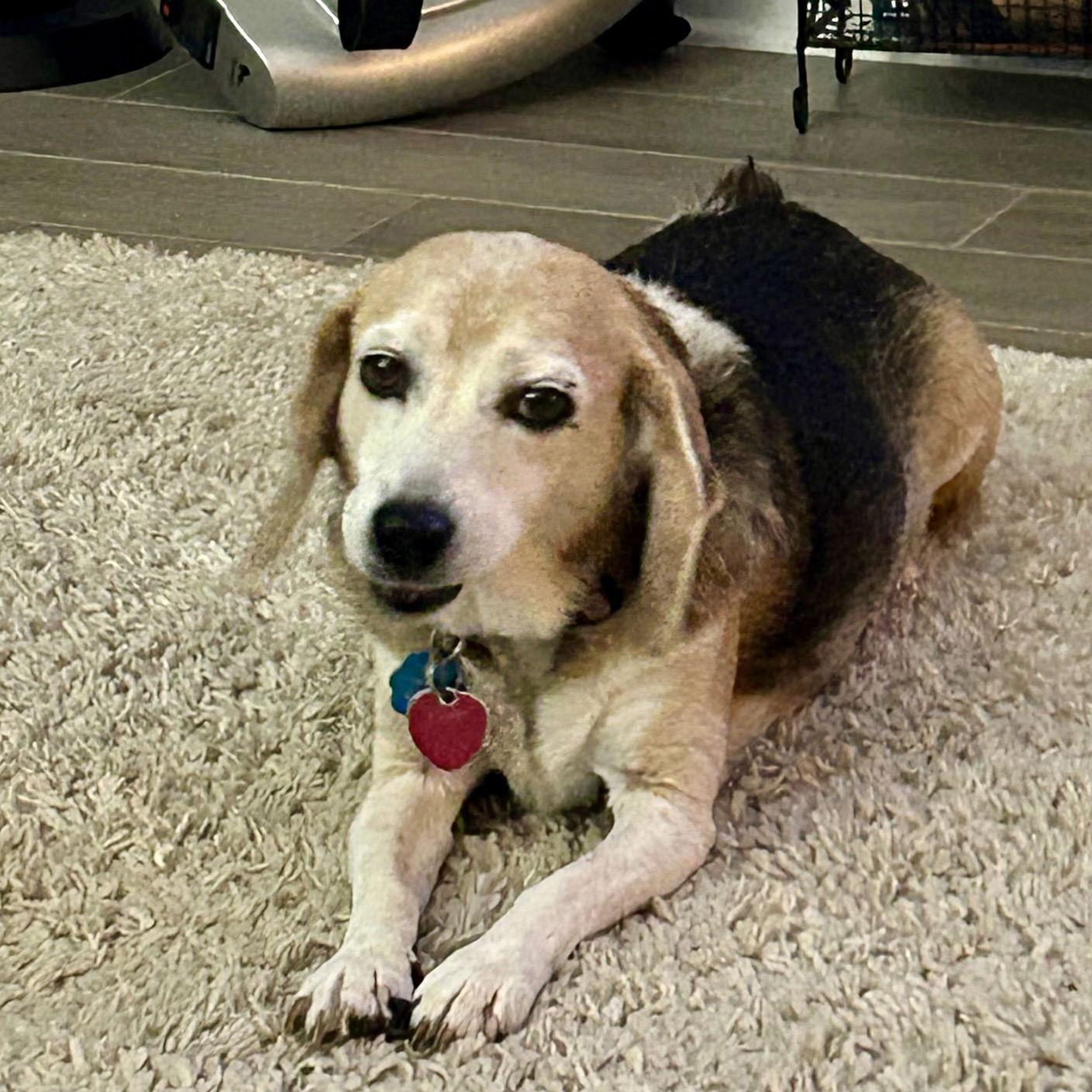 Enlarge Courtesy Listing- Bagel, a Adoptable Beagle in Tampa, FL image 1/3
