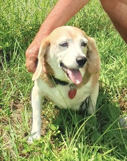Enlarge Courtesy Listing- Bagel, a Adoptable Beagle in Tampa, FL image 2/3